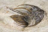 Bargain, Spiny Kolihapeltis Trilobite - Rare Species #141787-2